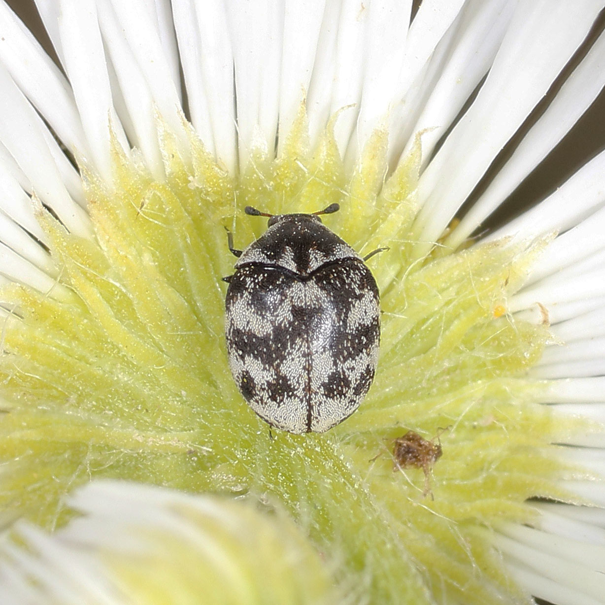 Dermestidae: Anthrenus signatus?
